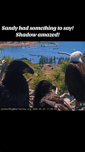 Celebrating Sandy and Shadow's Journey in Big Bear Valley