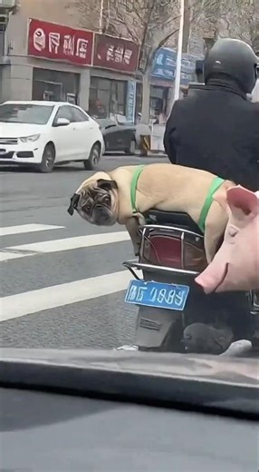 Anh Họ... Là Anh Phải Không? 😂