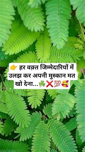 chuimui /Touch me not plant🌿💯❌#status #plants #nature#selfcare #trueline #upay #shorts #viral #yt