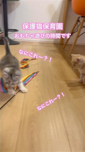 今日の子猫たち。保護猫保育園。おもちゃ遊びの時間です #cat #子猫 #animals #ねこ #kitten #保護猫