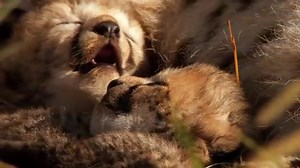 AFRICAN CATS Documentary Trailer From DisneyNature in HD