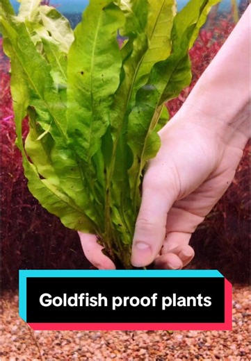 Top Goldfish-Proof Plants for Your Aquarium