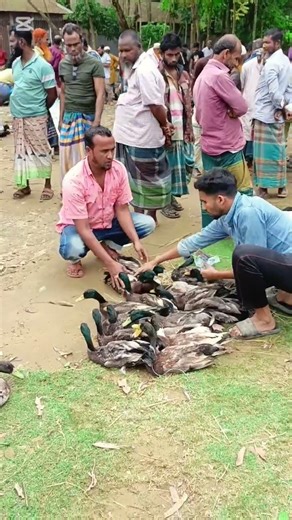 Stealing ducks from him, selling them to him