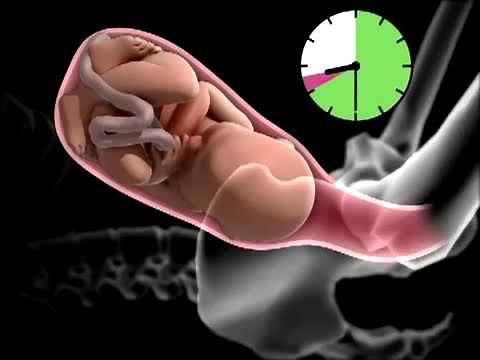 SVT 4e Déroulement de l'accouchement en vidéo