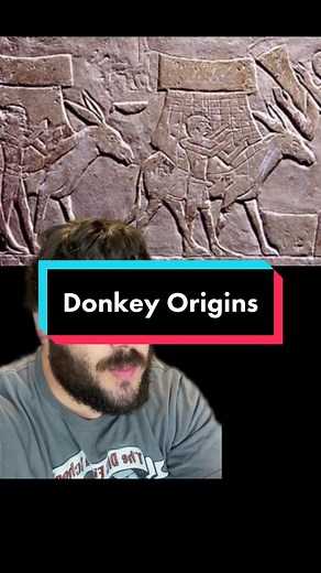 Donkey Evolution and Domestication: Uncovering the Origins