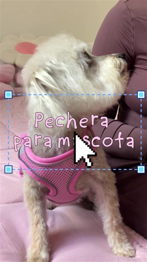 Arnes para mascota: pechera para perro o gato fácil