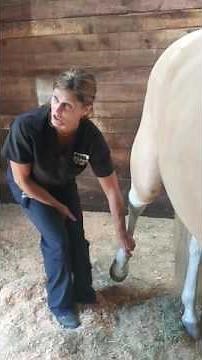 Stifle strengthening exercises