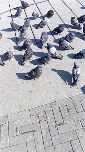 #angrykfc #pigeon #kfc #fyp #angrybirds #100k #funnyvideo #food #muckbang #vladivostok #кфс #злойголубь #босскфс #еда #голубь #докс #опездол #владивосток