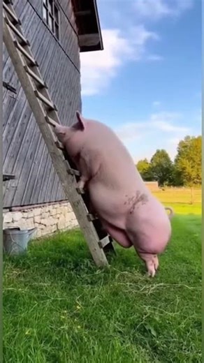 This Pig Climbed a Ladder… 😳🐷#shots