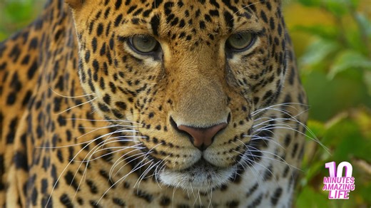 A leopard seen up close in nature