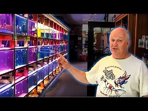 Master Breeder Shares His 5 Favorite Fish From Aquarium Co-Op