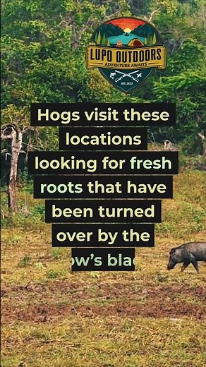 This Field Trick Gets Hogs Every Time #hunting #hoghunting #tips