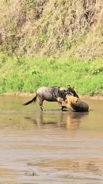 Lion hunting in Masai Mara #masaimaranationalpark #wildlife #kenya #animals #lion #wildebeest
