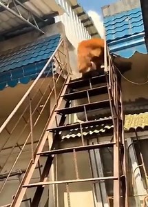 104K views · 2K reactions | Cute Funny and Smart Pets Compilation Video 2020 | Baby Daily Life | Facebook