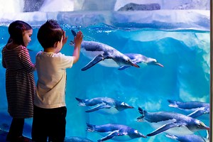 Penguin Ice Adventure | SEA LIFE Birmingham