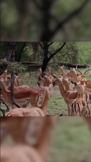 Antelope Freeze Strategy 🤯🦌 | Nature లో Smart Survival Trick