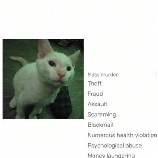 Adorable Panzer the Cat: A Silly Feline Star