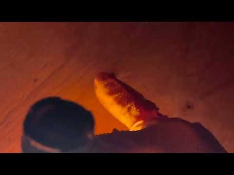 Not Mice But Bat Droppings in the Attic