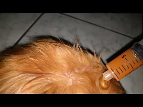 Giant tick removal from dog