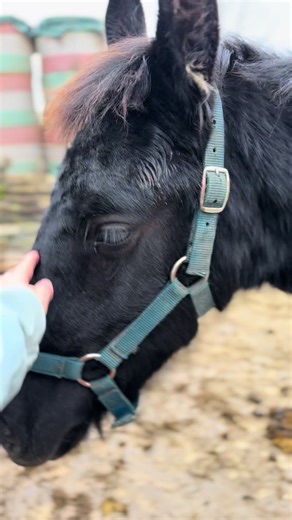 Petit prince content ❤️ #cheval #frison #frisonhorse #horse