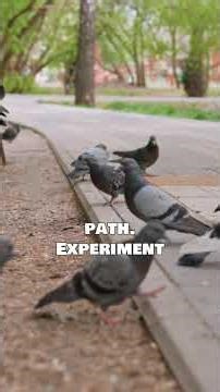 Add map animations to your videos. #mapanimation #map #software