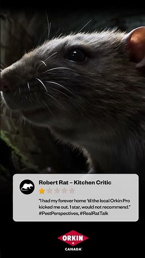 Pest Confessions - Robert Rat - Kitchen Critic | Orkin Canada
