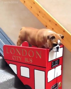 27K views · 445 reactions | Pet Owner builds a stair lift for their dog who has trouble using stairs due to his arthritis..‍寮梁❤️ | DJ KWAKU SLIM | Facebook