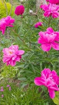 작약 새싹부터 만개까지의시간/토종백작약/캔자스/사라베른하르트 #정원가꾸기 #flowers #작약키우기