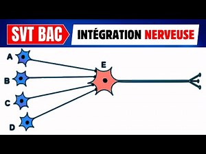 🔥How does the postsynaptic neuron integrate nerve messages? 🧠⚡