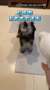 吹阿吹阿～～(#起啵) 【舞龍舞狗？】媽媽想幫雪納瑞吹毛髮 結果狗狗瞬間失控XD 影片授權:Threads／fumi_jelly_house | ETtoday新聞雲