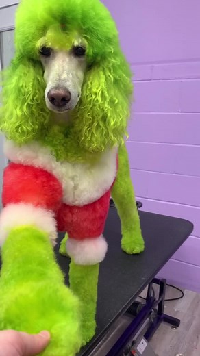 #grinch #christmas #dogsoftiktok #fyp | dog
