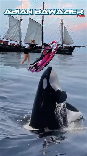 Jet skiing amidst a herd of orca whales