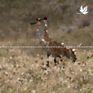 Can you guess what species this migratory bird belongs to based on its call? 🎵🔊 Each population of migratory bird species takes a unique path depending on where it is coming from and going to, but these many paths can be grouped into four major migration pathways (flyways) in the Americas. Discover them in this story map: https://fal.cn/3ye6d | Nature Conservancy of Canada / Conservation de la nature Canada