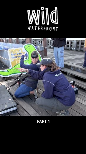 Darting entangled seal, Wild Waterfront part 1 7