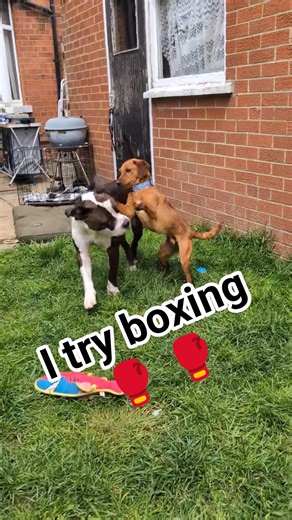 puppy throwing jabs at bulldog