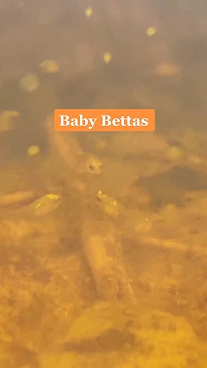 Adorable Baby Bettas - Fishkeeping Video