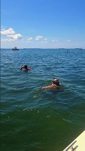 Our Trip to Crystal River, FL snorkeling for scallops was amazing!!