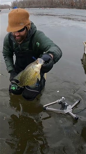 My Favorite Crappie Bait! I already have it tied on and ready for early ice!! #crappie #icefishing