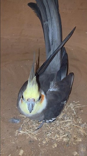 Aggressive Cockatiel Breeding Time 😱 | Cockatiel Birds Behavior #cockatiel #birds #birdlovers