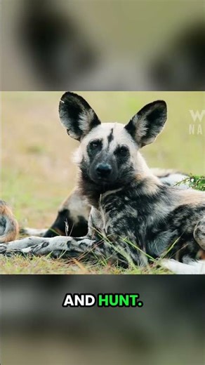 Disease Can Wipe Out 30% of Wild Dog Populations Every Year | African Wild Dogs