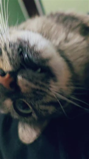 Adorable Cat and Mr. Rat Cuddle Moments