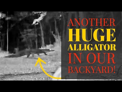 Yet Another Alligator Visits Our Backyard!