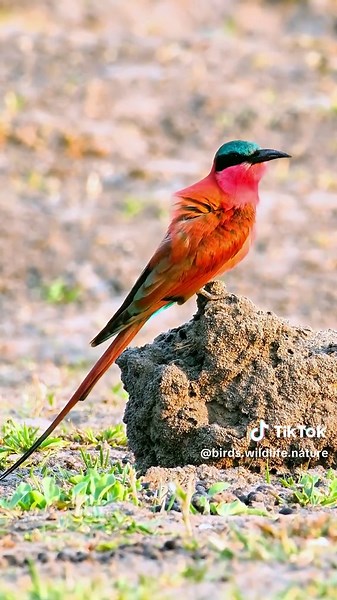 Southern Carmine Bee-Eater: A Stunning Display of Colors
