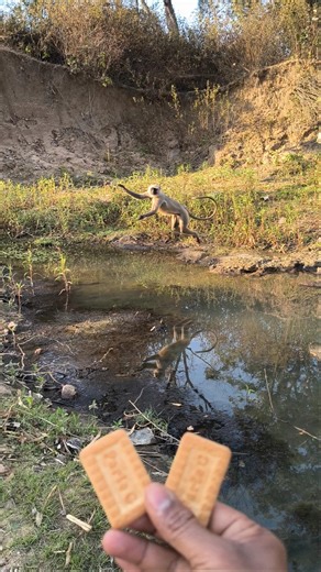 River se jump de diya langur ne 🙏🔥🔥#shorts#ytshorts#funny#hanuman#monkey#bajrangbali#bajrang#animals
