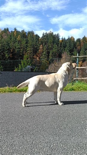 14K views · 616 reactions |  Le bien trop beau Nemo  est disponible...