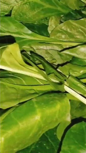 #shorts #funny #samajhdar Patti mein BP video 🤔🤔