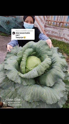 Exploring Fresh Cabbage Varieties in Outdoor Settings