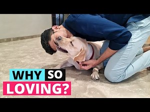 Why are Labradors so Affectionate?