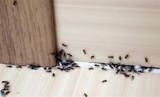 How To Get Rid Of Ants In Your House Once And For All
