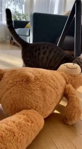 Cat Gets Stuck Dragging Big Toy 🐱